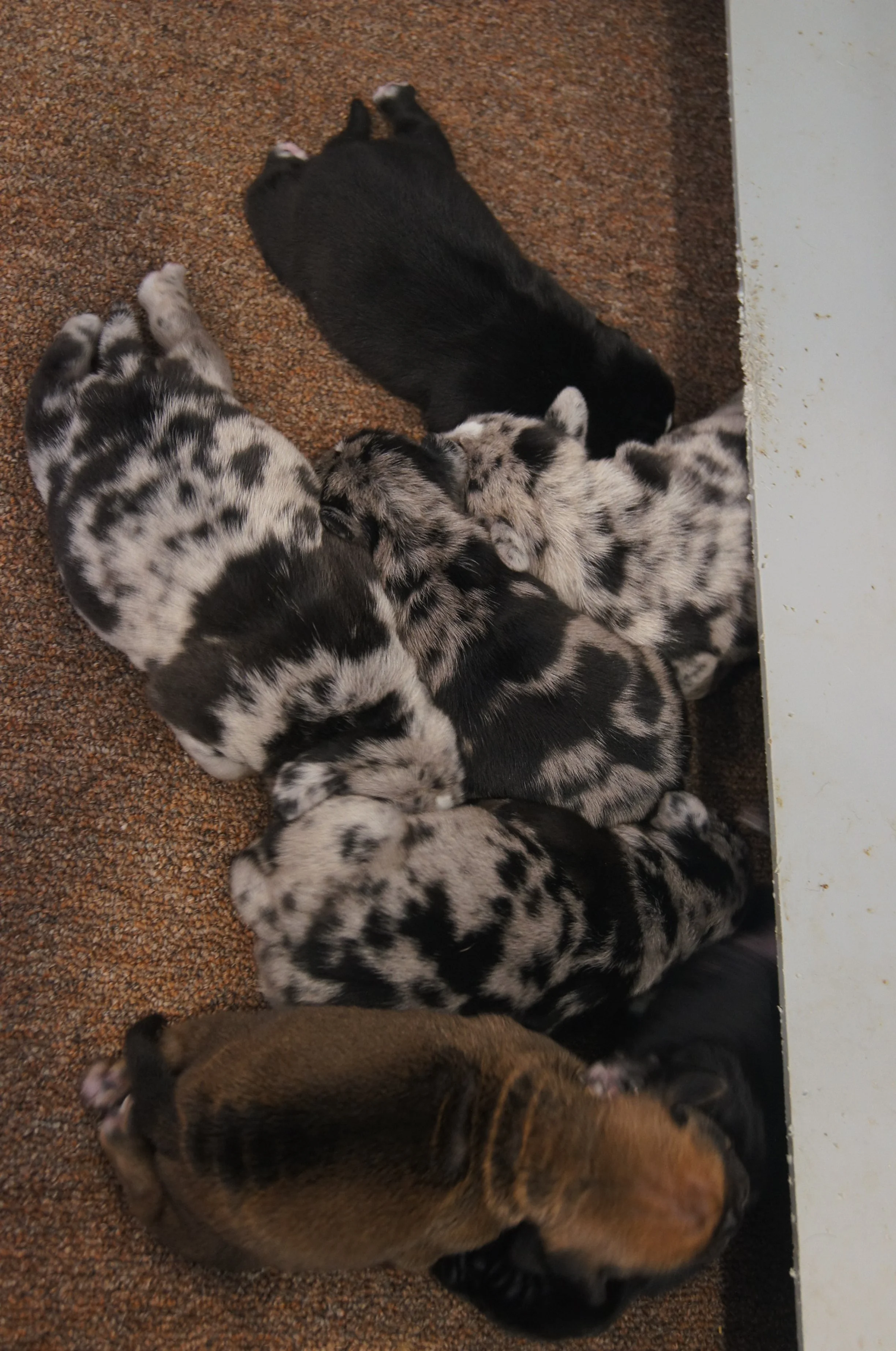 Upcoming puppies