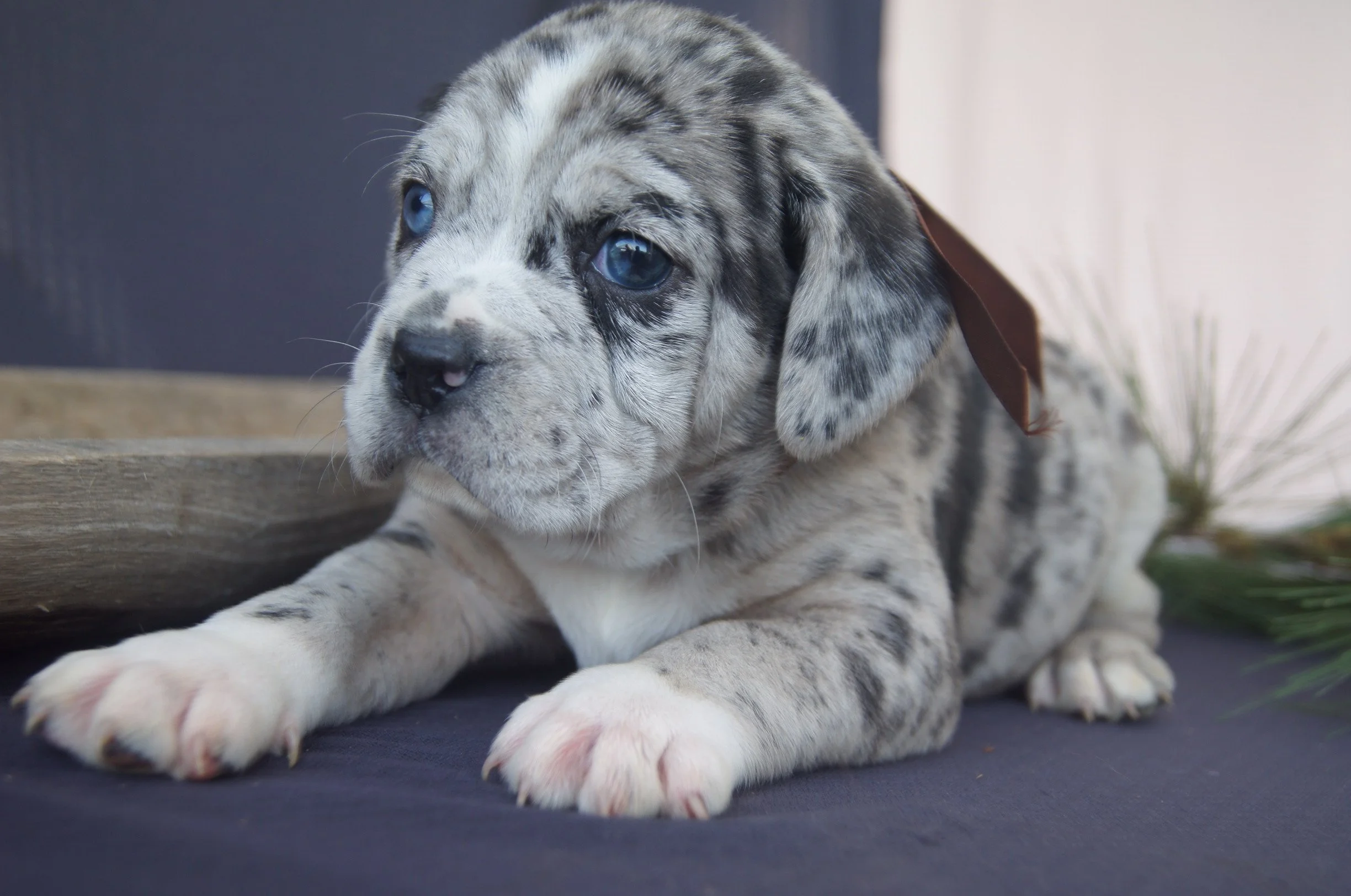 Onyx JENNIFER WOHLWEND