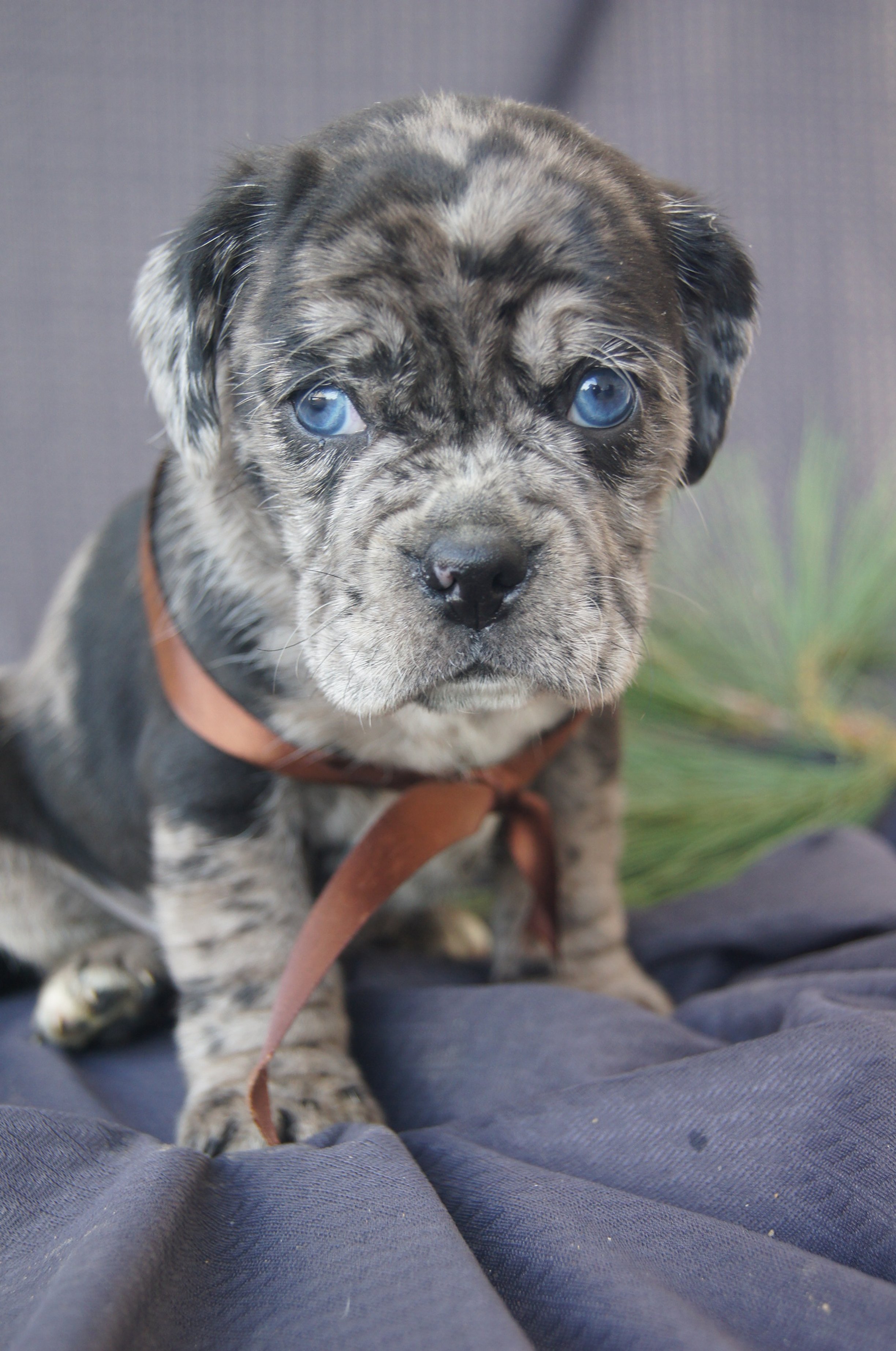 Bluey pending Andrew Fenji