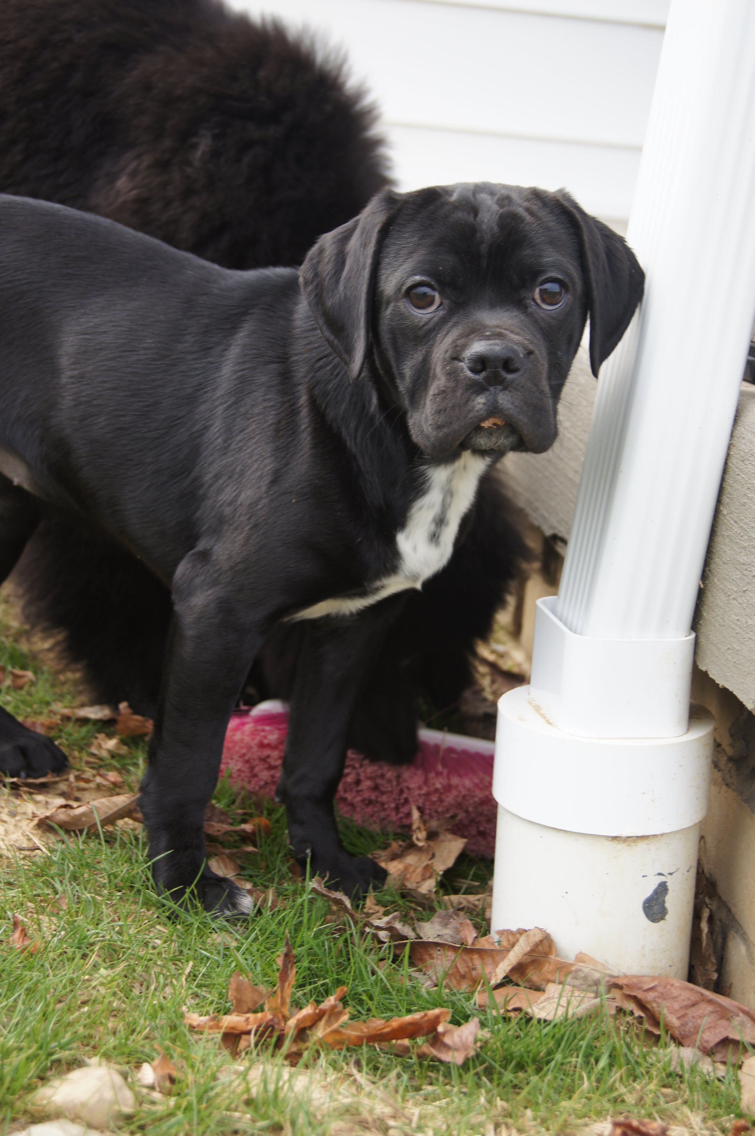  Holly — last baby from Oaklie and Blue’s litter Born: October 27, 2025    Holly is a sweet, outgoing pup who loves people of all ages. She’s especially gentle and playful with kids, welcomes every stranger with a wag, and gets along well with other 