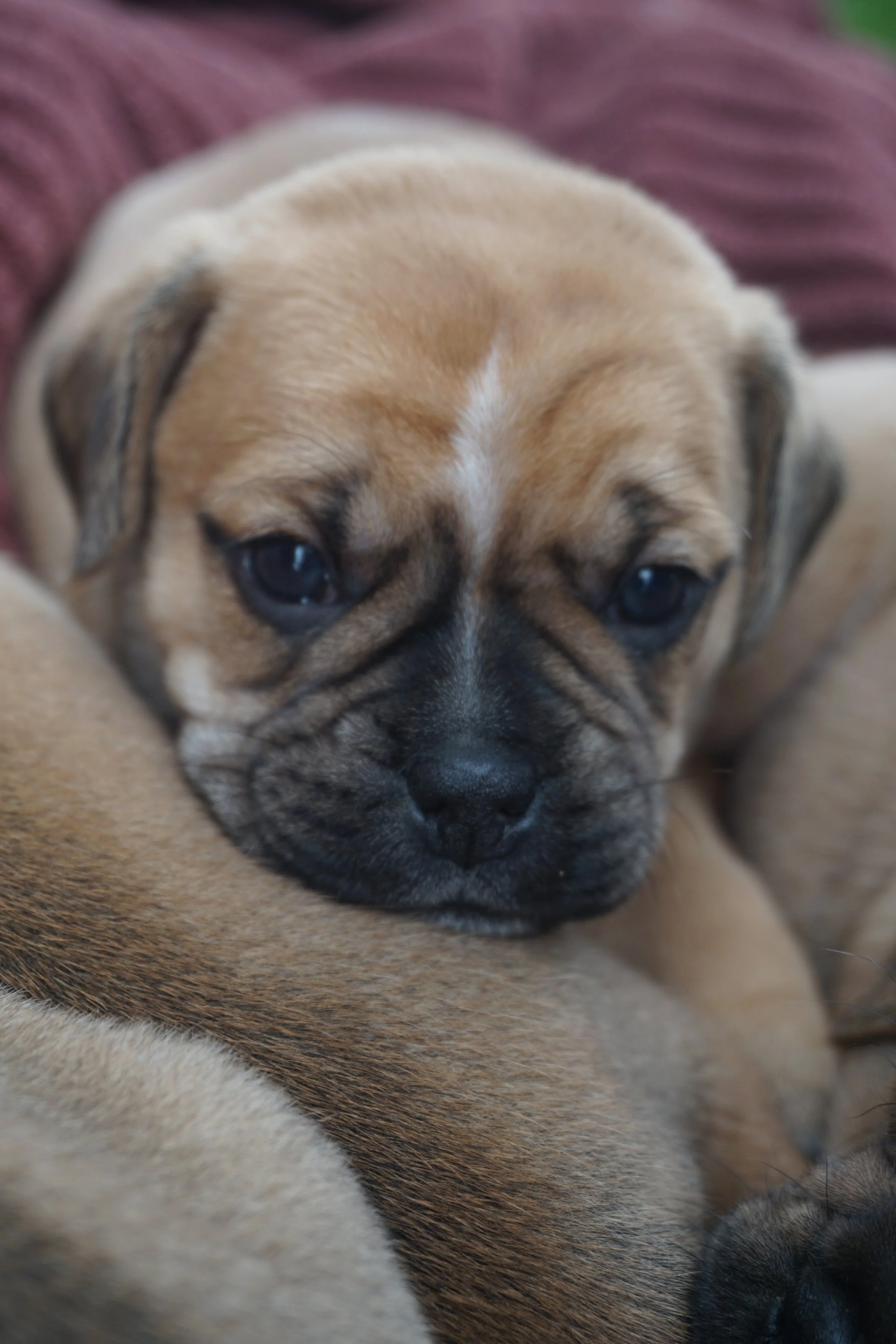 rocco 