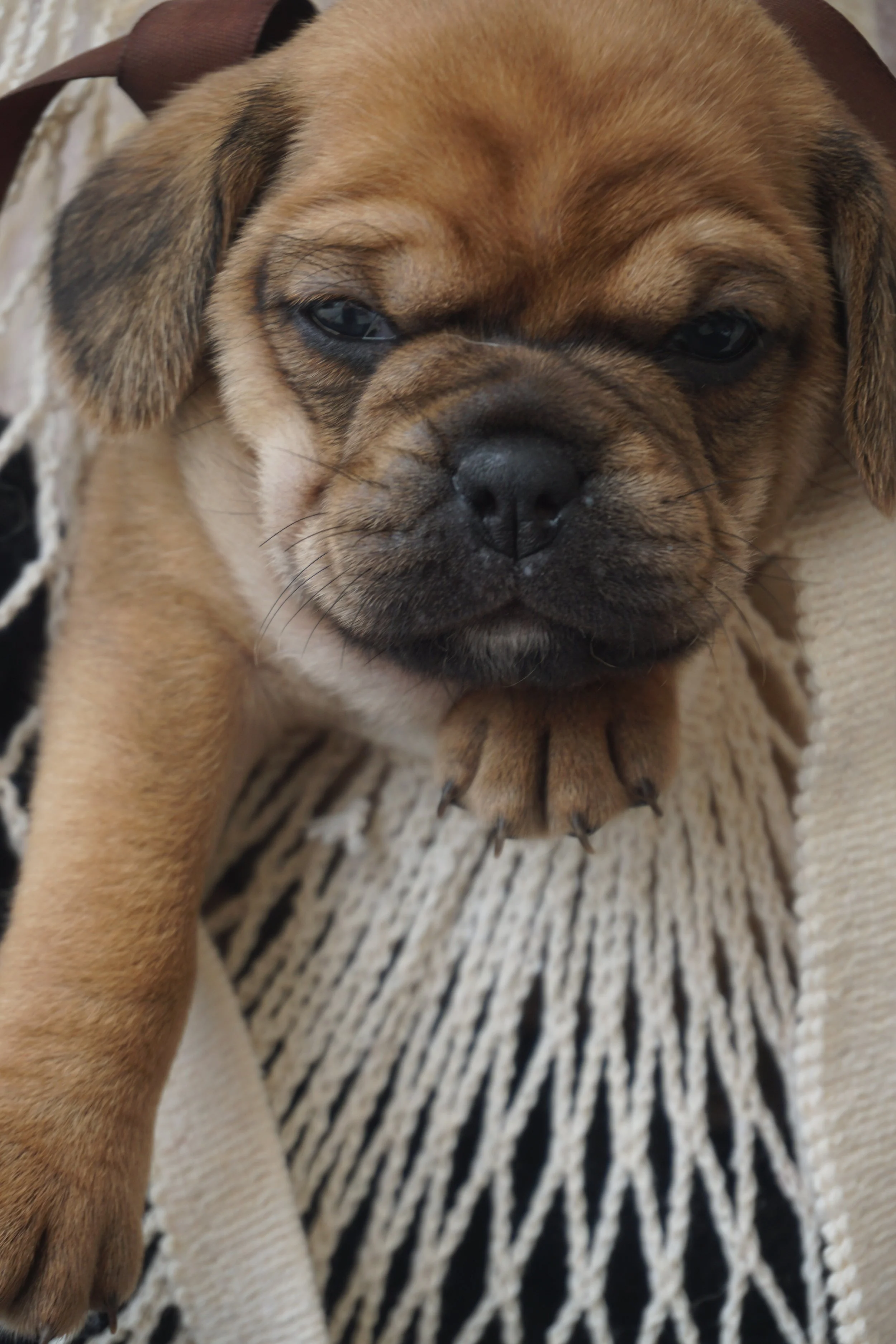 suki