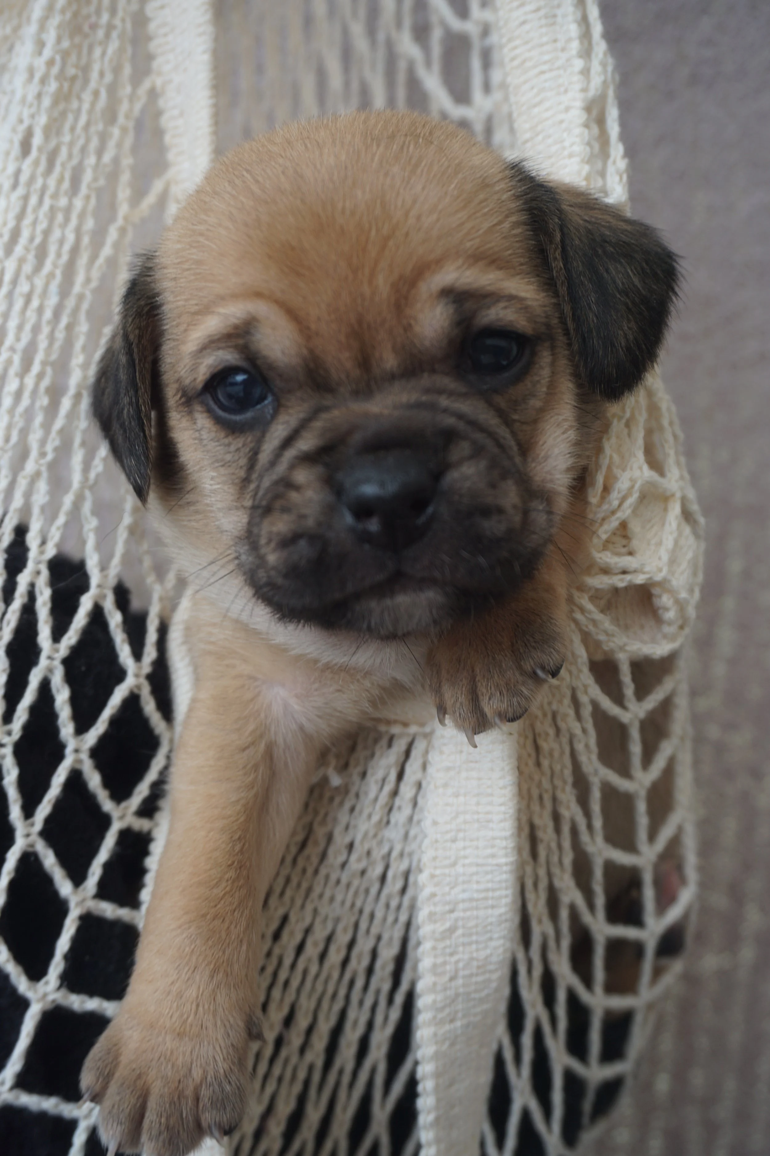 rocco 
