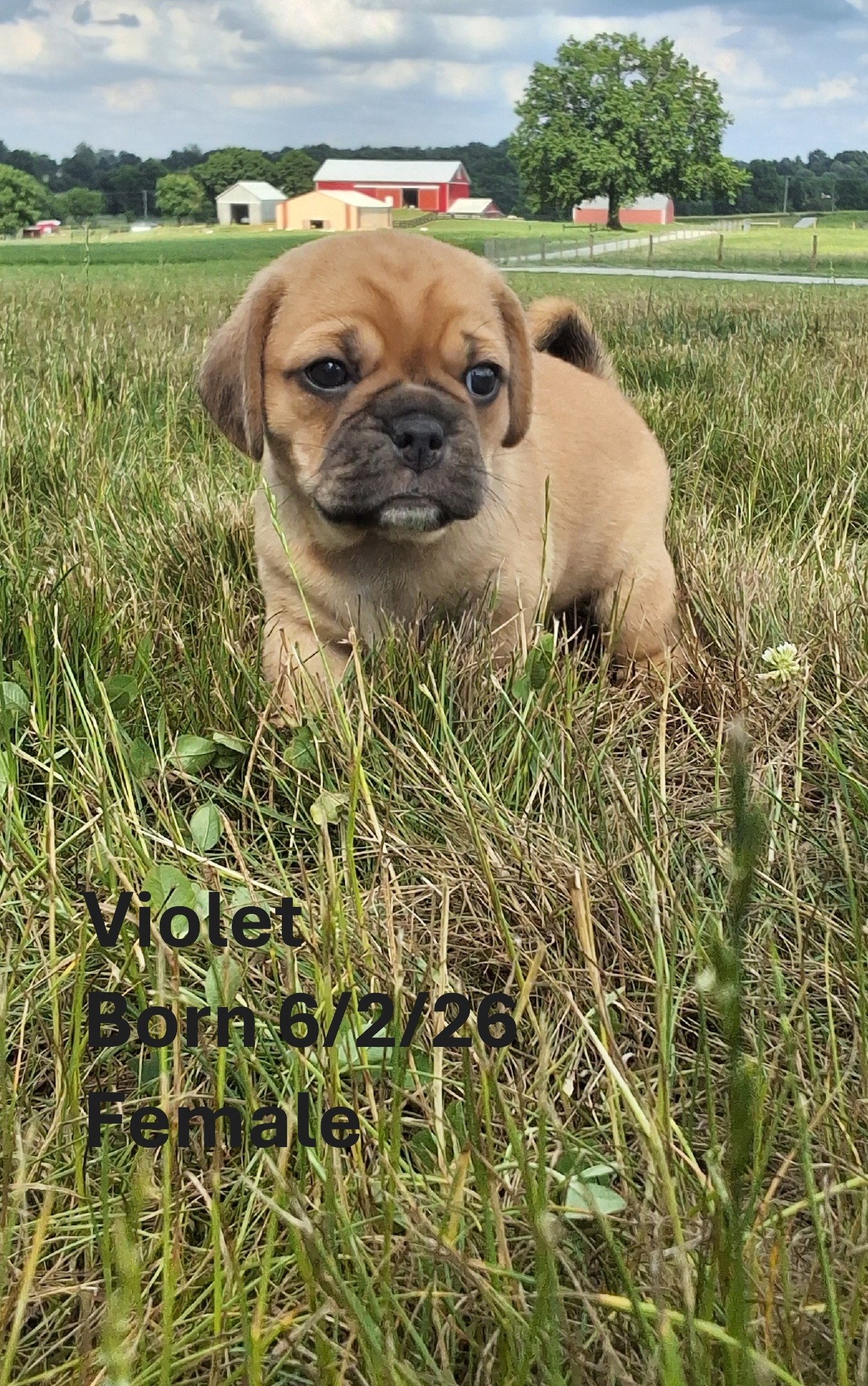 violet.JPG