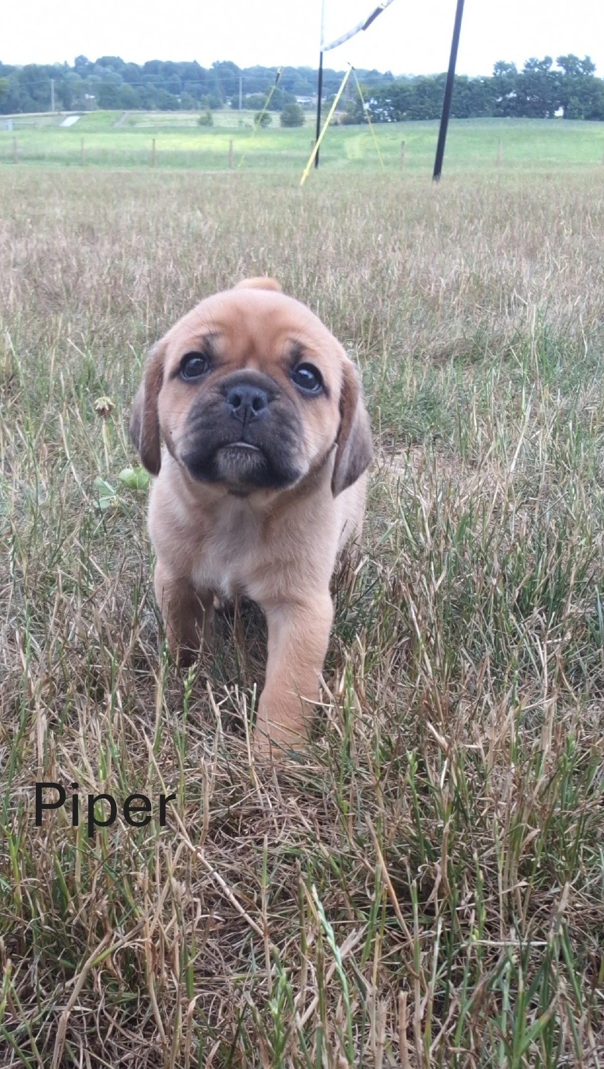 piper3.JPG