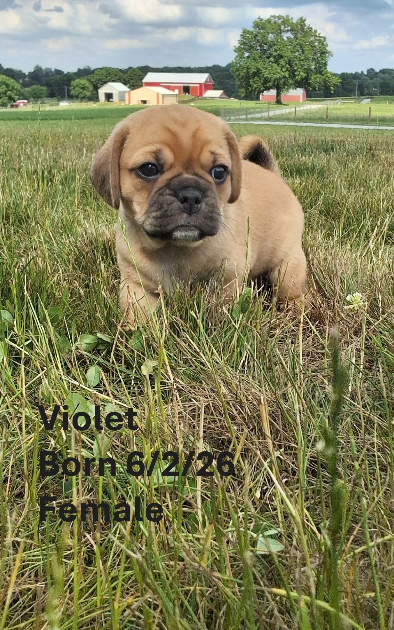 violet.JPG