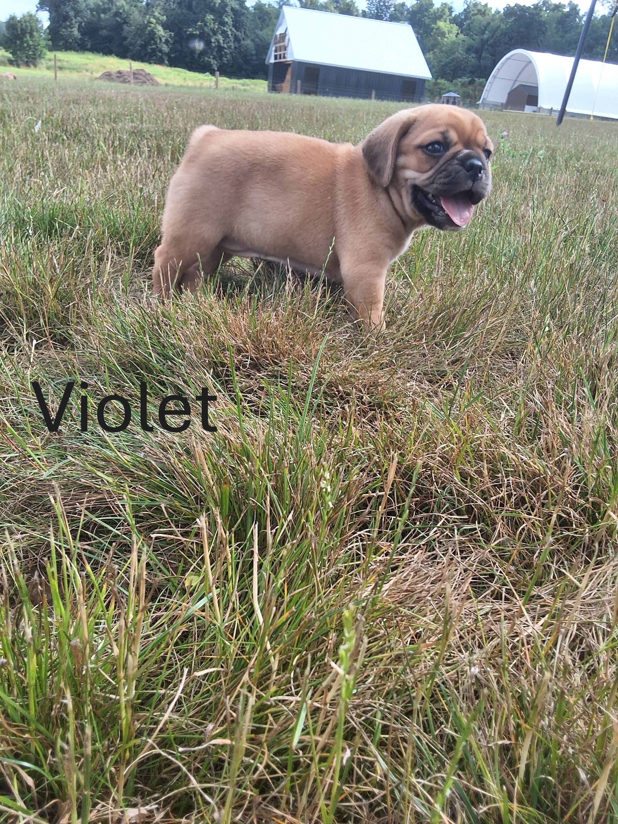 Violet2.JPG