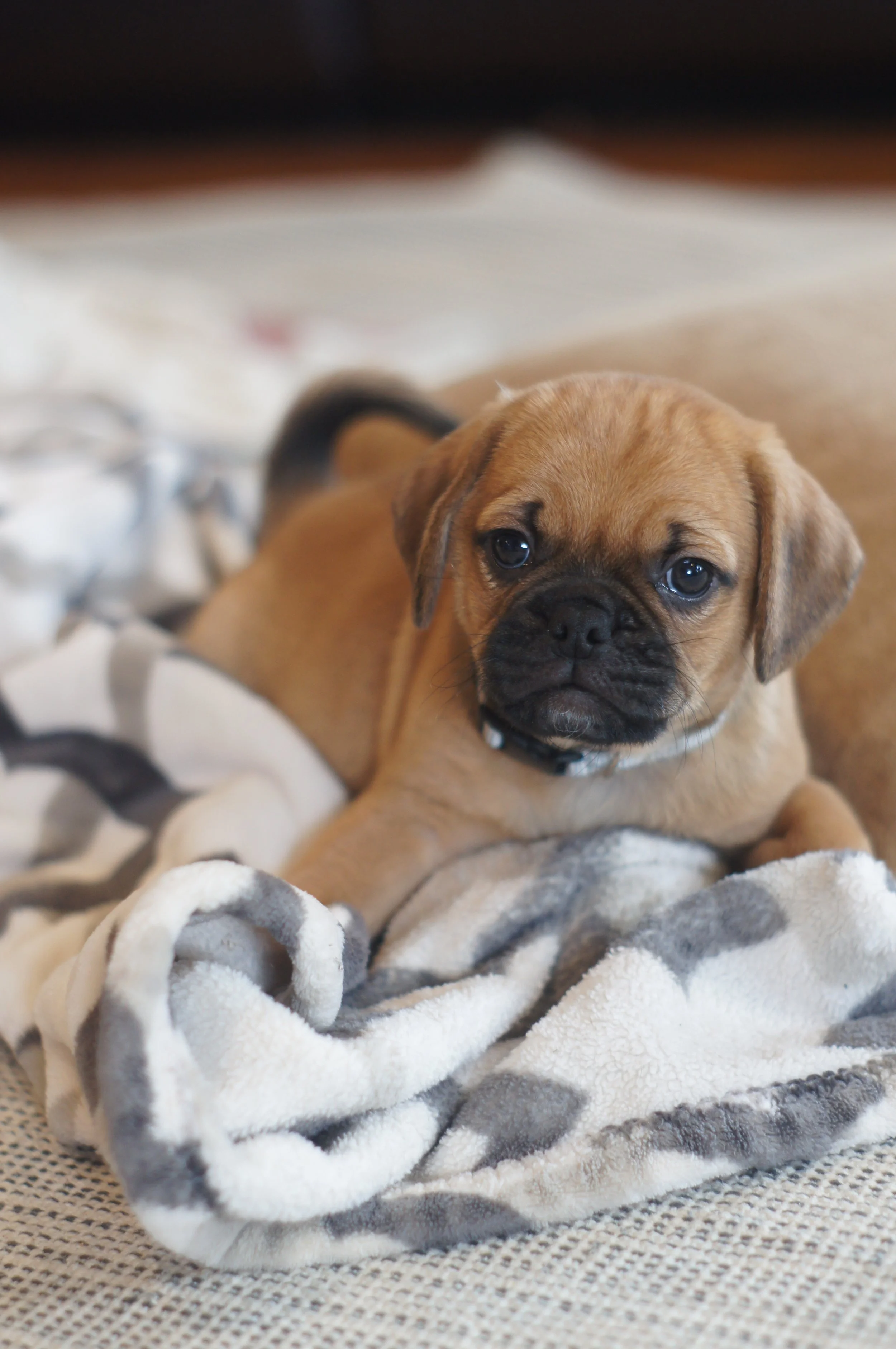 Cute Puggle From our small farm to your home.