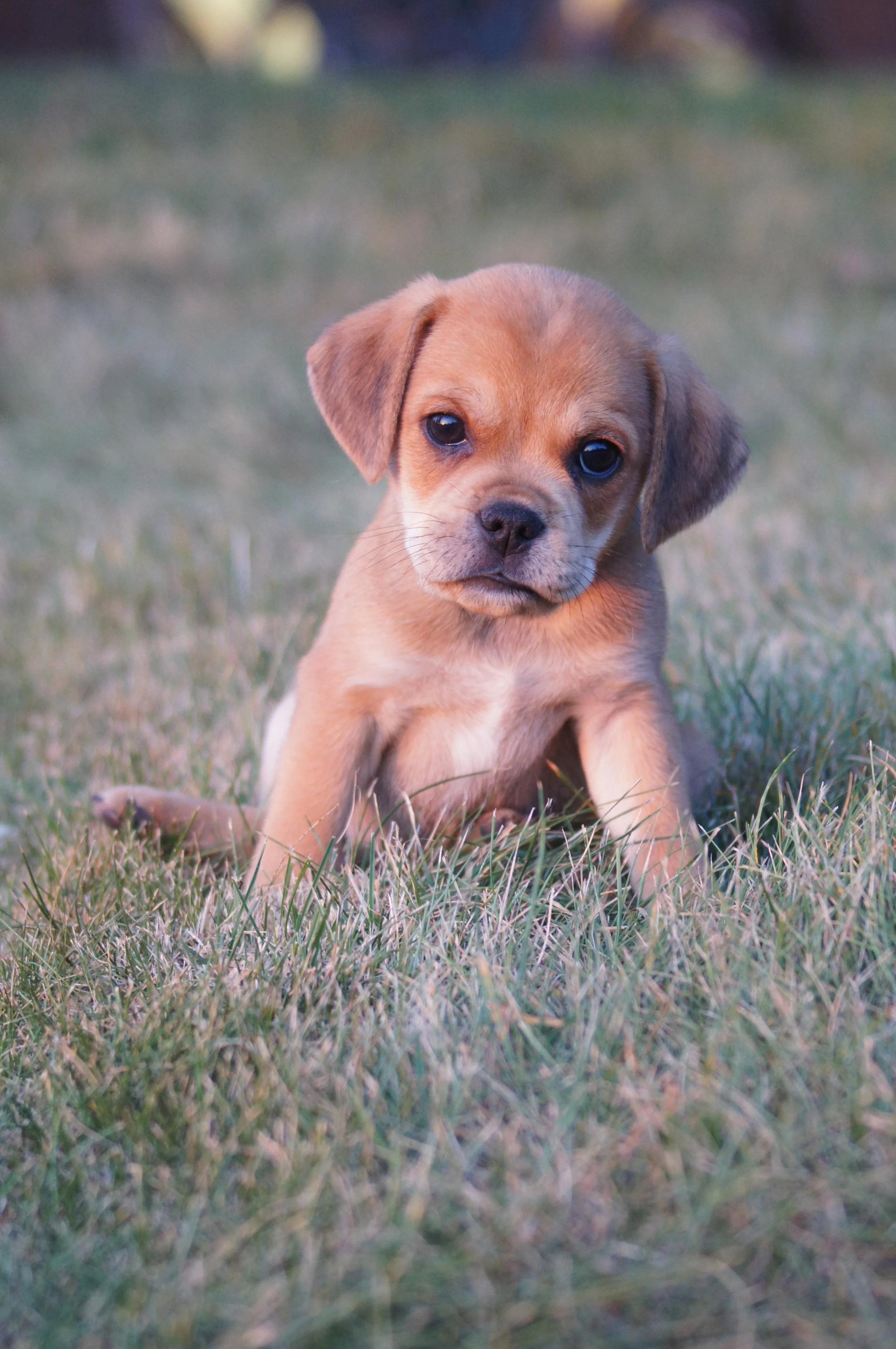 Cute Puggle From our small farm to your home.