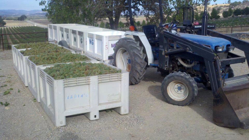 viognier.jpg