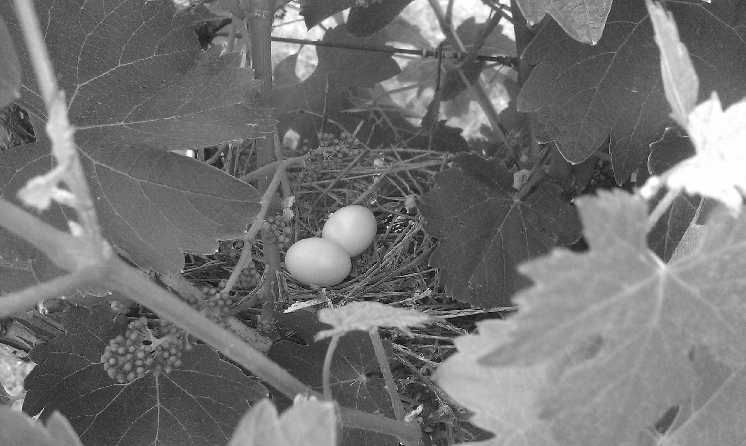 vineyardnest.jpg