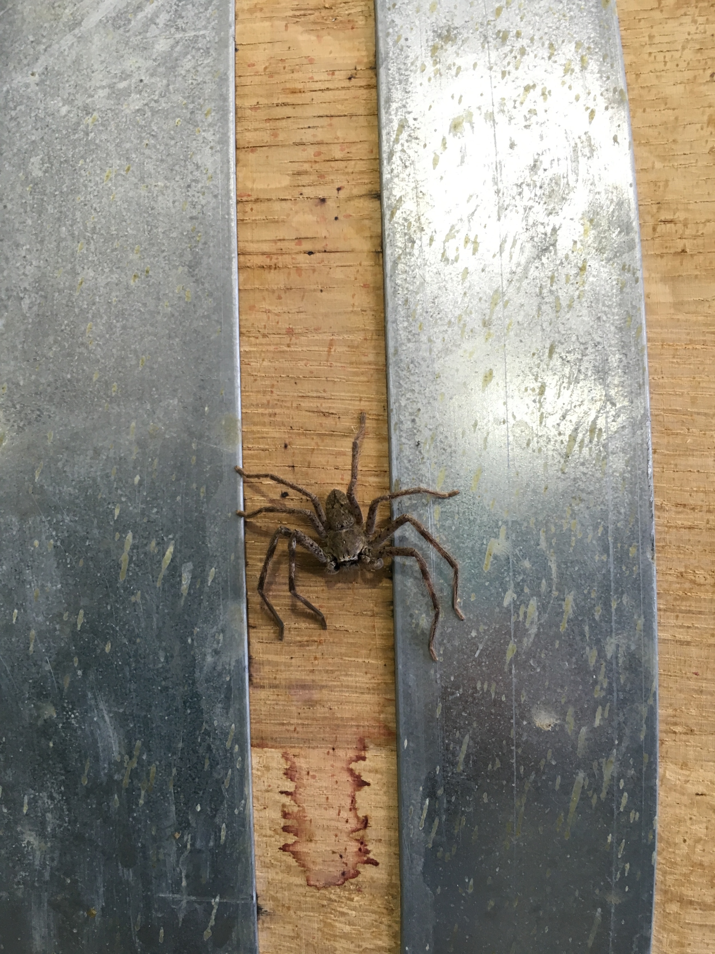 Large spiders everywhere!