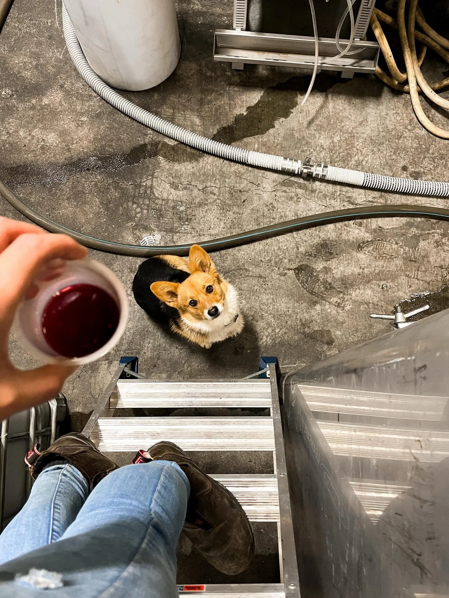 When @remy.corgi decides to punch in and come to work 🐶🍷 I’ve been spending most of my time lately at the winery and the harvest season continues… I’ll be back at the tasting room soon I promise 🥰 here’s our current hours