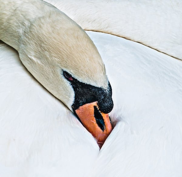 Swan breeding sleeping beautiful_UWC1.jpg