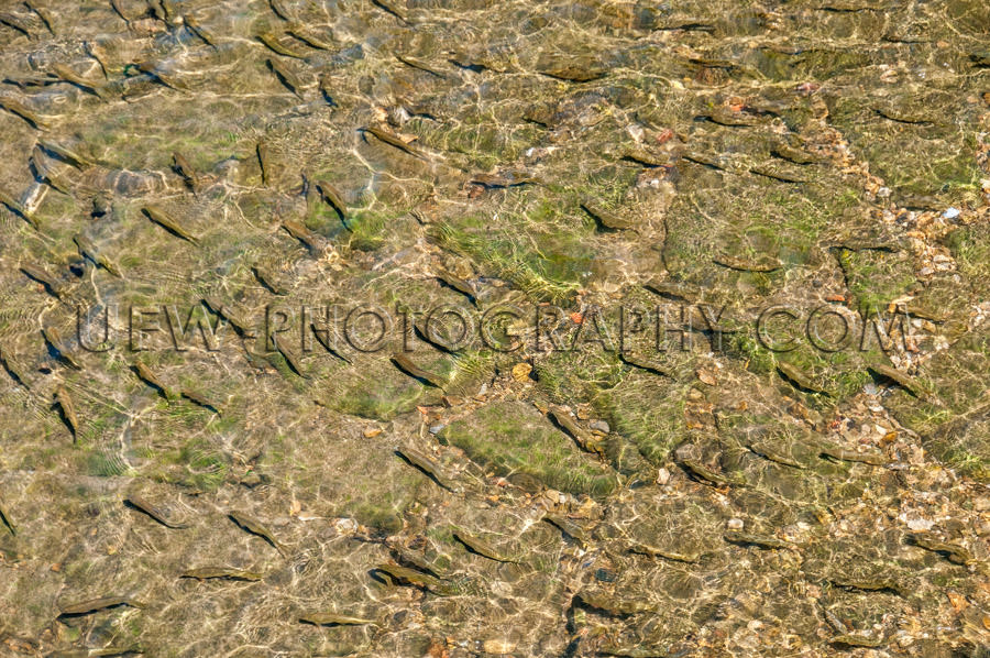 Group fish swimming in clear water look from above Stock Image