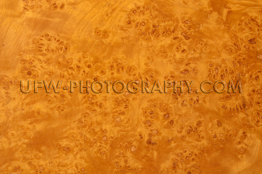Beautiful burl wood surface patterned background XL Stock Image