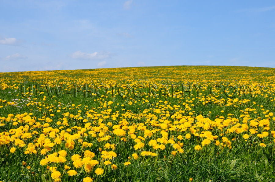 Beautiful spring meadow yellow dandelion blossoms blue sky Stock