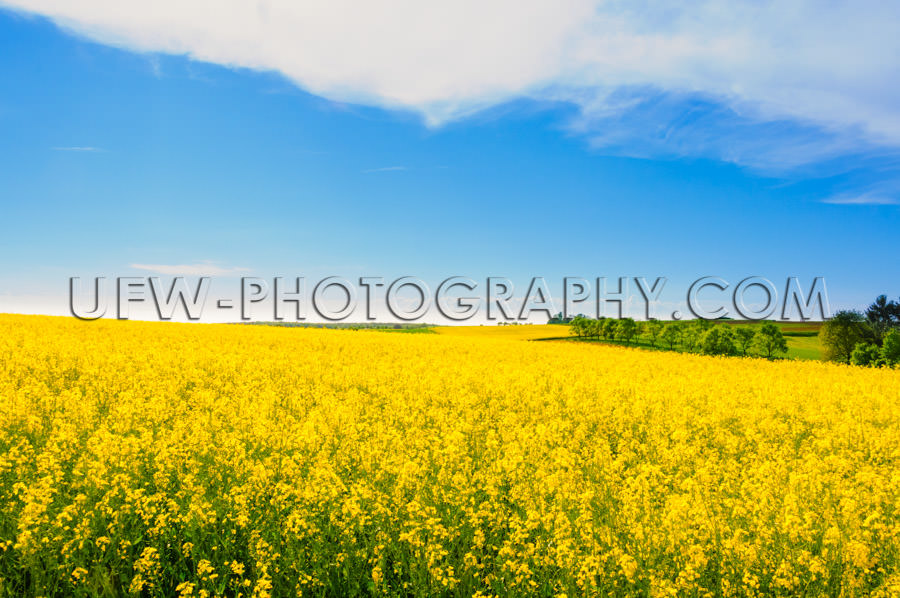 Beautiful spring summer scene yellow canola field blue sky Stock