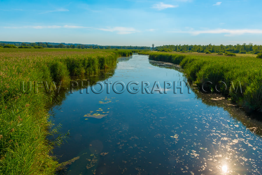 Bog nature reserve river reed grass habitat green sky tranquil S