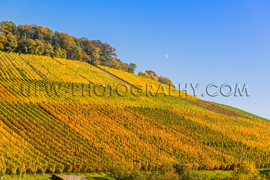Grapevines in a hilly landscape, clear sky and half moon - Stock