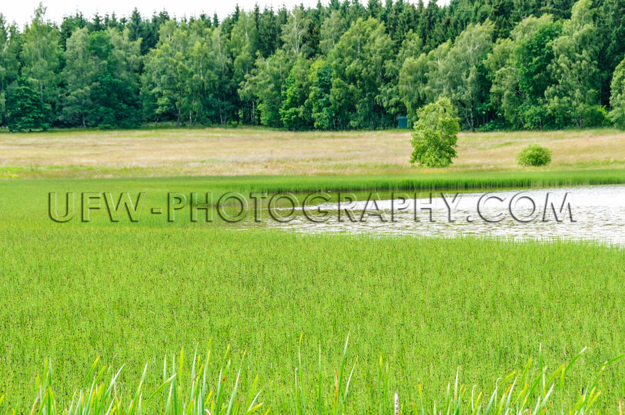 Green reed meadow lake forest landscape conservation area Stock 