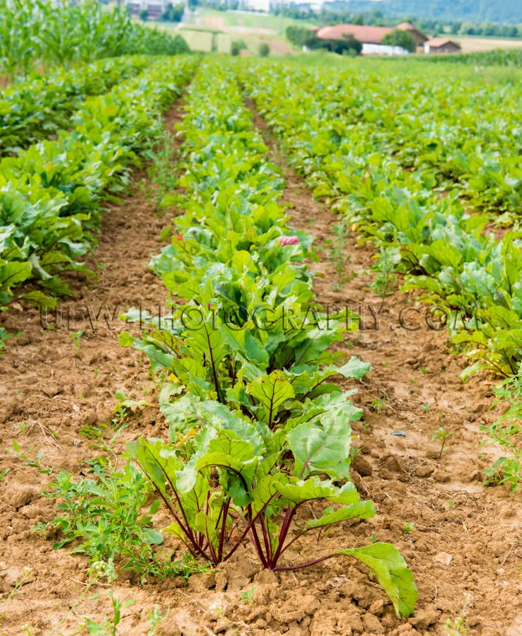 Green vegetables rows growing field farmhouse agriculture Stock