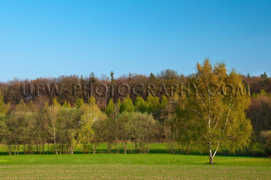 Idyllic landscape meadow row trees spring leaves blue sky Stock 