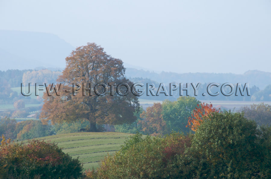 Misty fall landscape with lone lime tree on a hill Stock Image