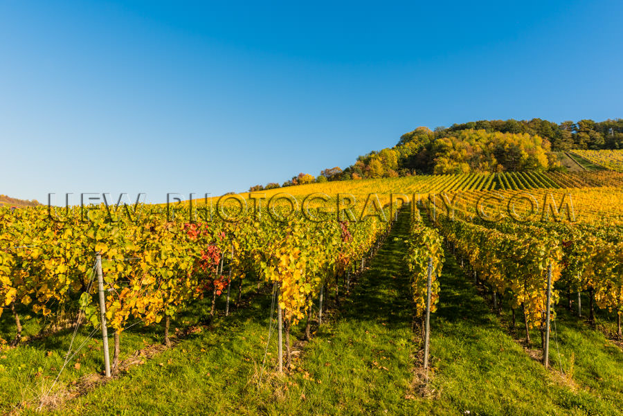 Natural hilly vineyard autumn colorful rows grapevines Stock Ima