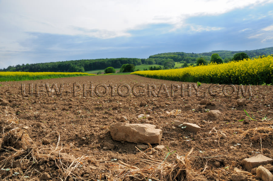 Plowed rocky farmland stony soil between canola fields Stock Ima