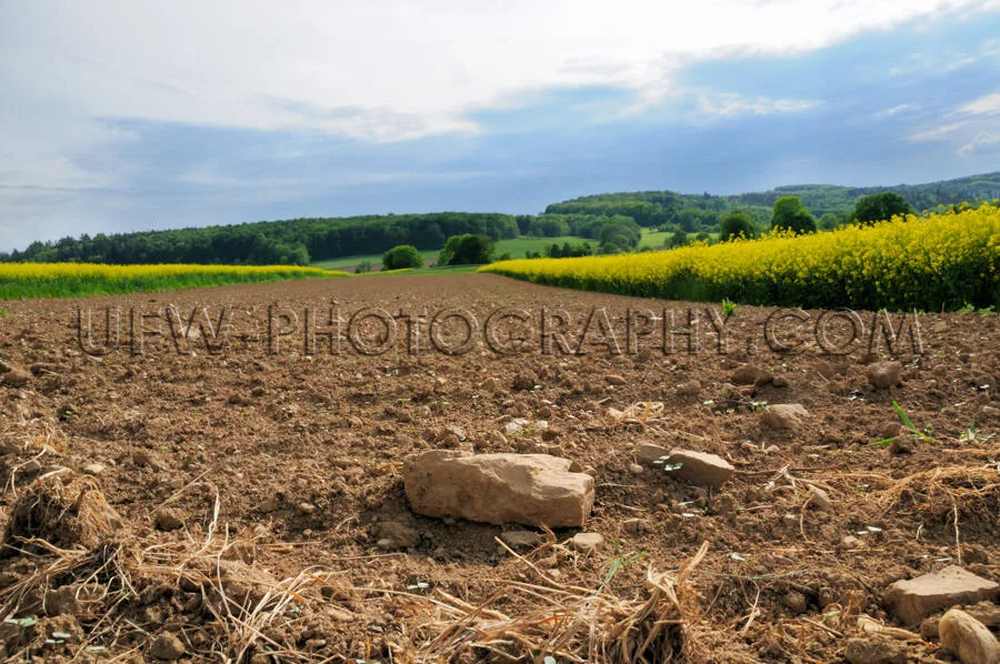 Plowed rocky farmland stony soil between canola fields Stock Ima