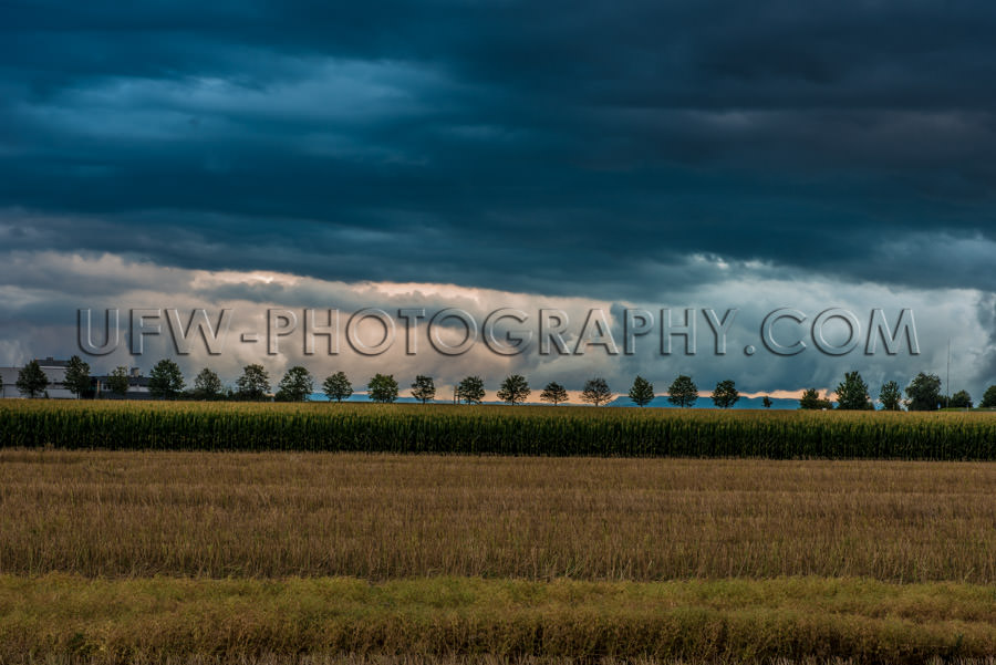 Stormy dark cloudy sky field row trees sinister country Stock Im