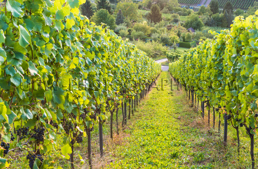 Vineyard downhill view grapevine rows ripe blue grapes Stock Ima