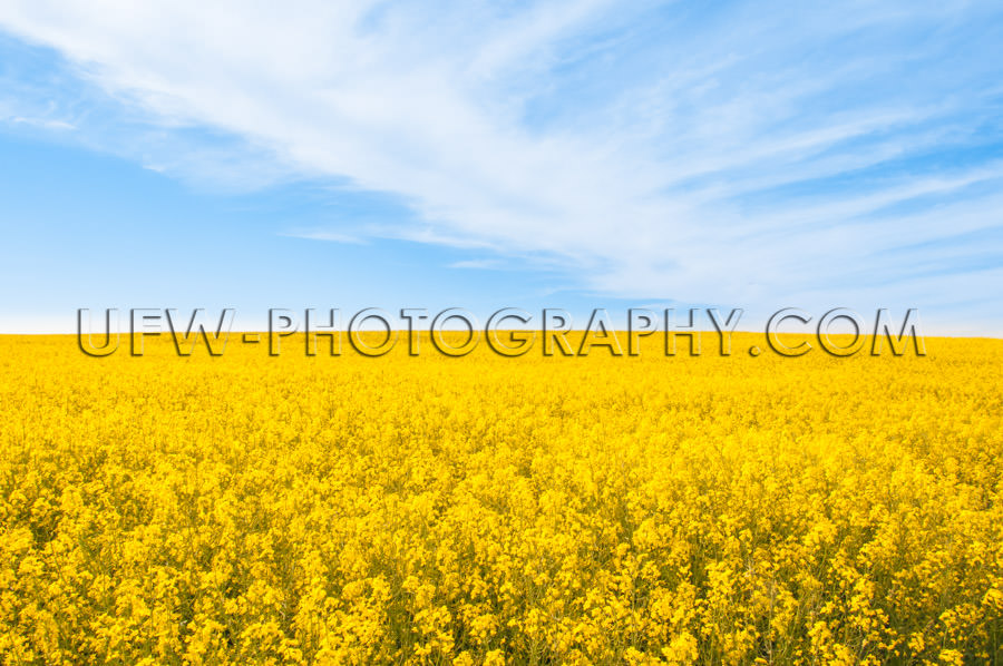 Vivid spring summer scene bright yellow canola landscape Stock I