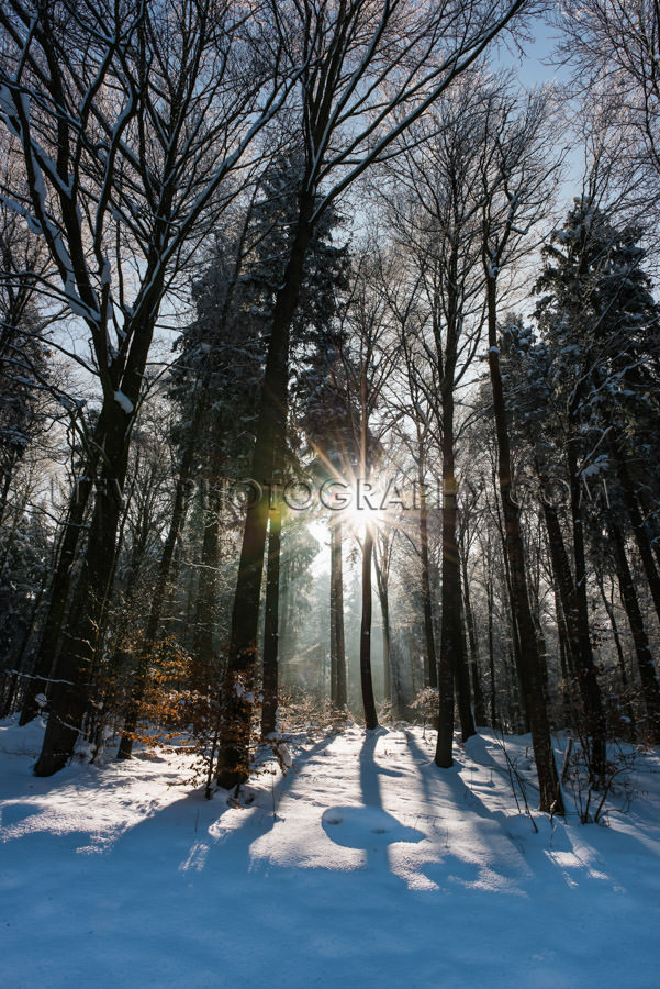 Winter snow forest sun star shines trees sunset backlight Stock 