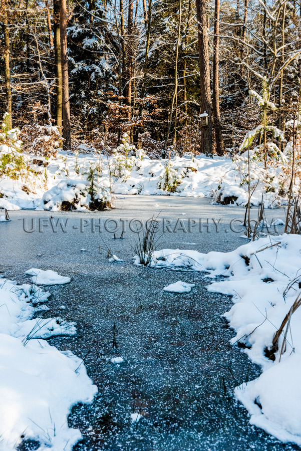 Winter wilderness habitat ice frozen pond snow plant forest Stoc