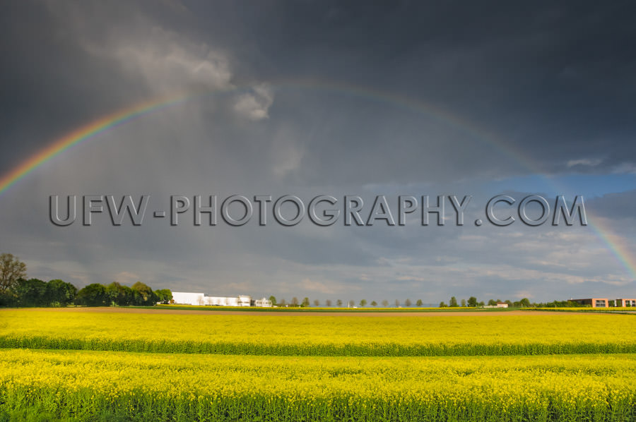 Yellow glowing rapeseed landscape dramatic rainy sky rainbow Sto