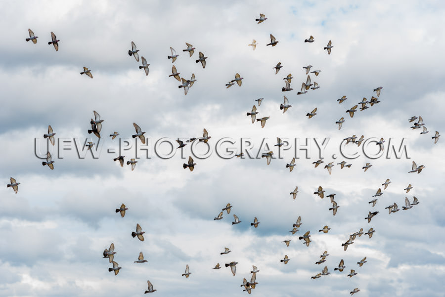 Flock pigeons doves flying gray cloudy sky airborne migration XX