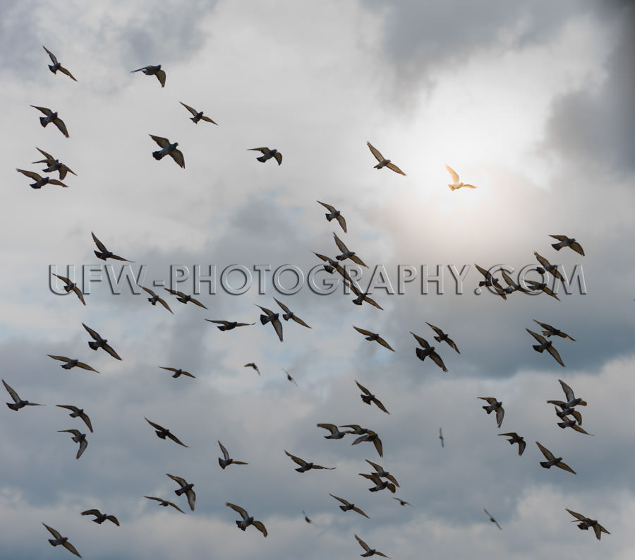 White dove illuminated spirituality hope flock flying dark sky X