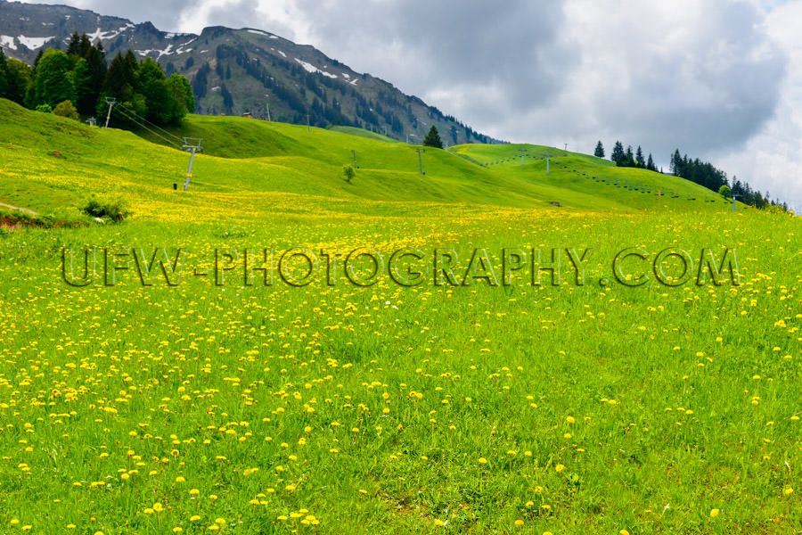 Alpine beautiful spring meadow landscape blossom hilly Stock Ima