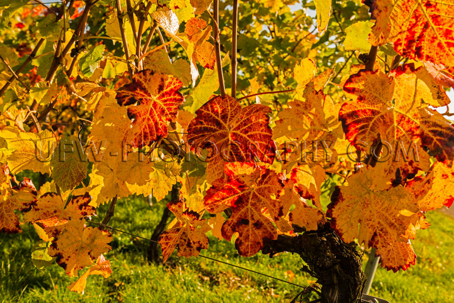 Beautiful colored autumn grapevine leaves red orange yellow Stoc