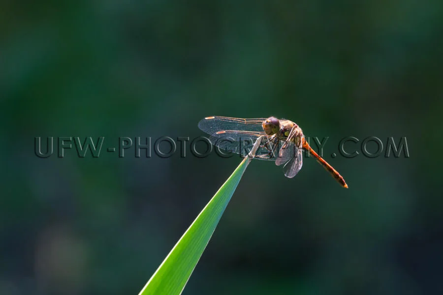 Beautiful dragonfly insect sitting leaf wing blur background Sto