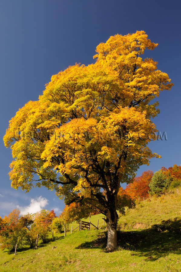 Beautiful lone mountain tree alpine vibrant autumn colors Stock 