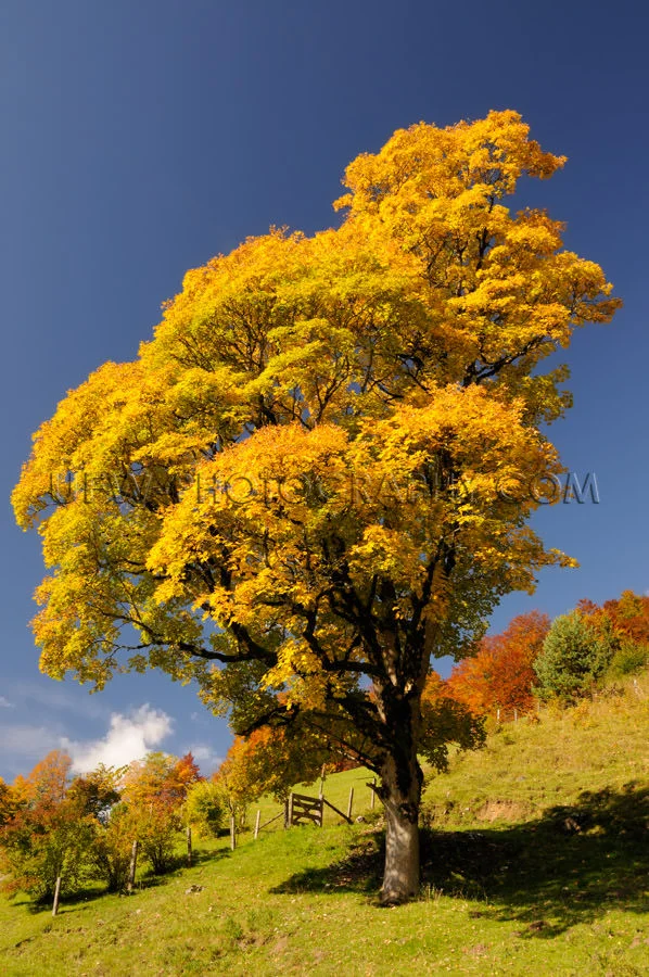Beautiful lone mountain tree alpine vibrant autumn colors Stock