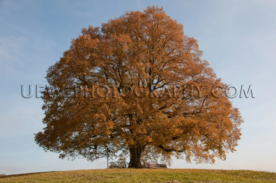 Beautiful old lone linden tree standing hill autumn colors Stock