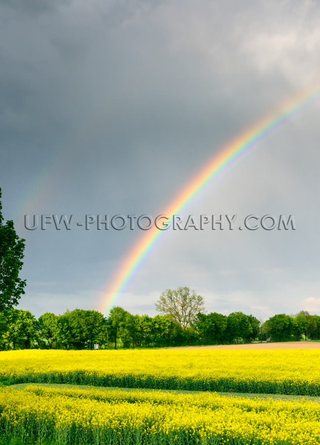 Beautiful rainbow bright yellow rapeseed landscape rainy sky Sto