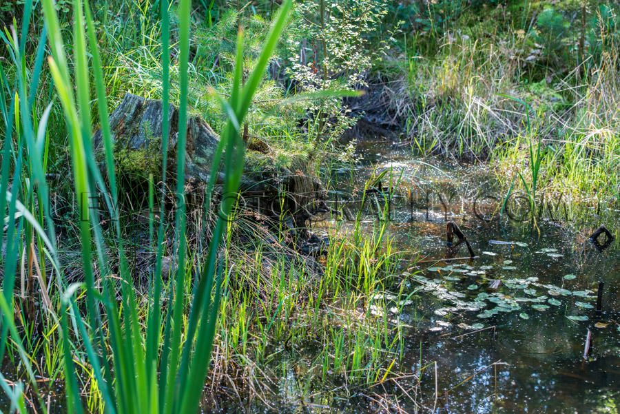 Beautiful wilderness pond forest tree trunk mire plants Stock Im