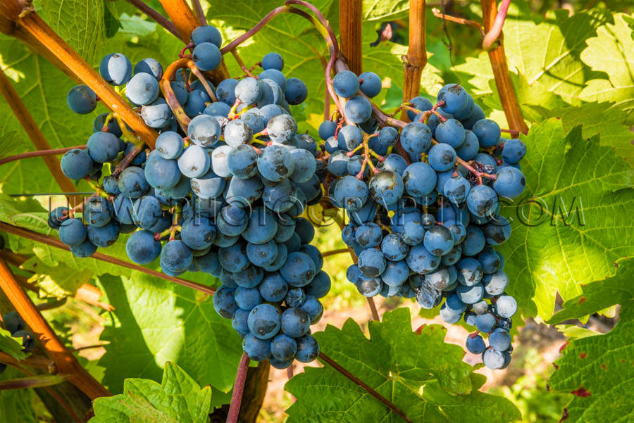 Cluster blue grapes ripe grapevine green leaves autumn Stock Ima