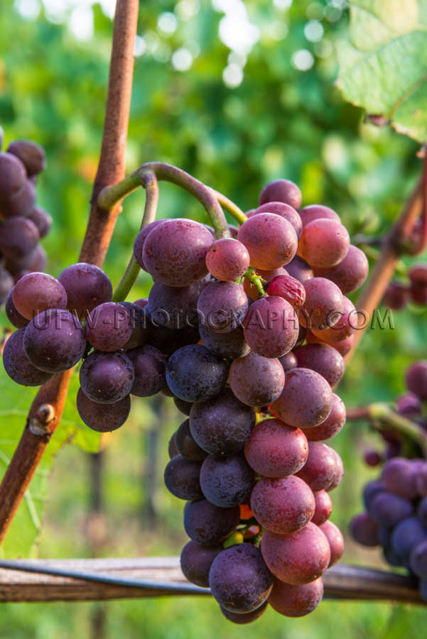 Cluster of grapes ripe red blue vine leaf grapevine vineyard Sto
