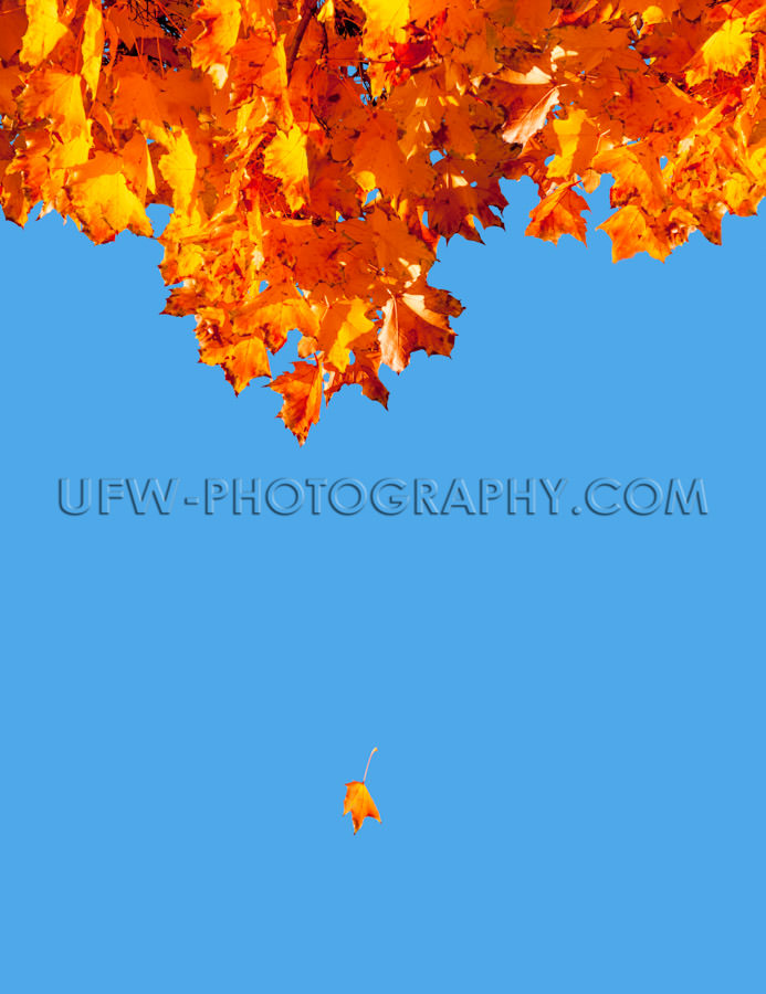 Colorful autumn leave falling down flying tree blue sky Stock Im